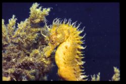 Seahorse in croatia! by Andy Kutsch 